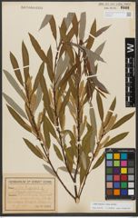 Foto von Salix triandra subsp. triandra L.